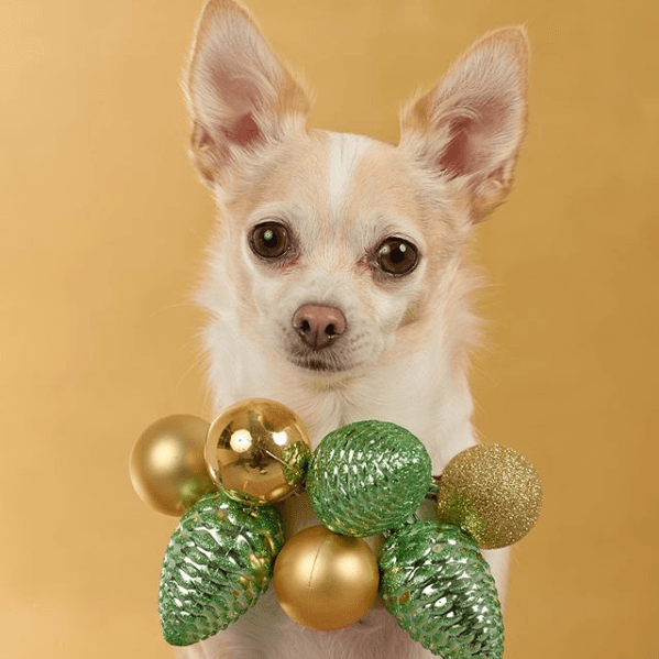 Dog Photog Returns For Xmas - The Standard Store